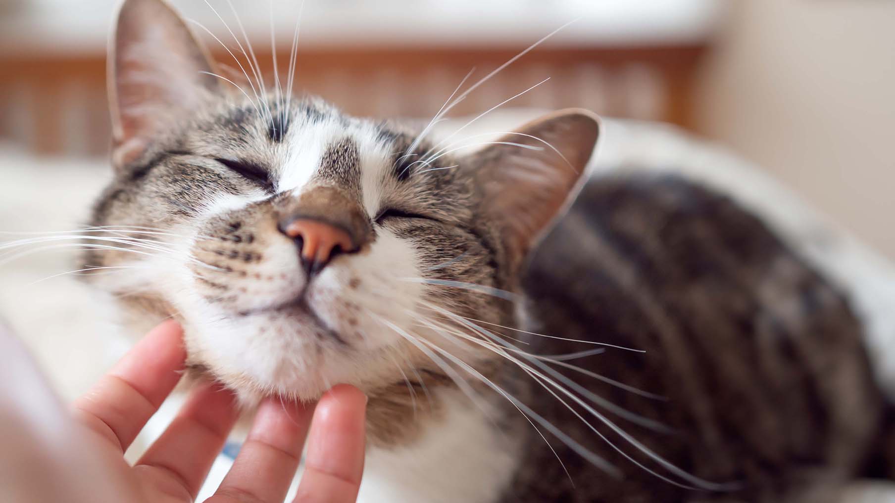 someone-stroking-the-chin-of-a-cat.jpg